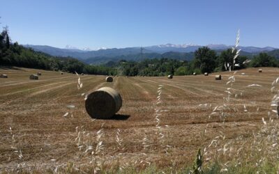 Estate a Venarotta